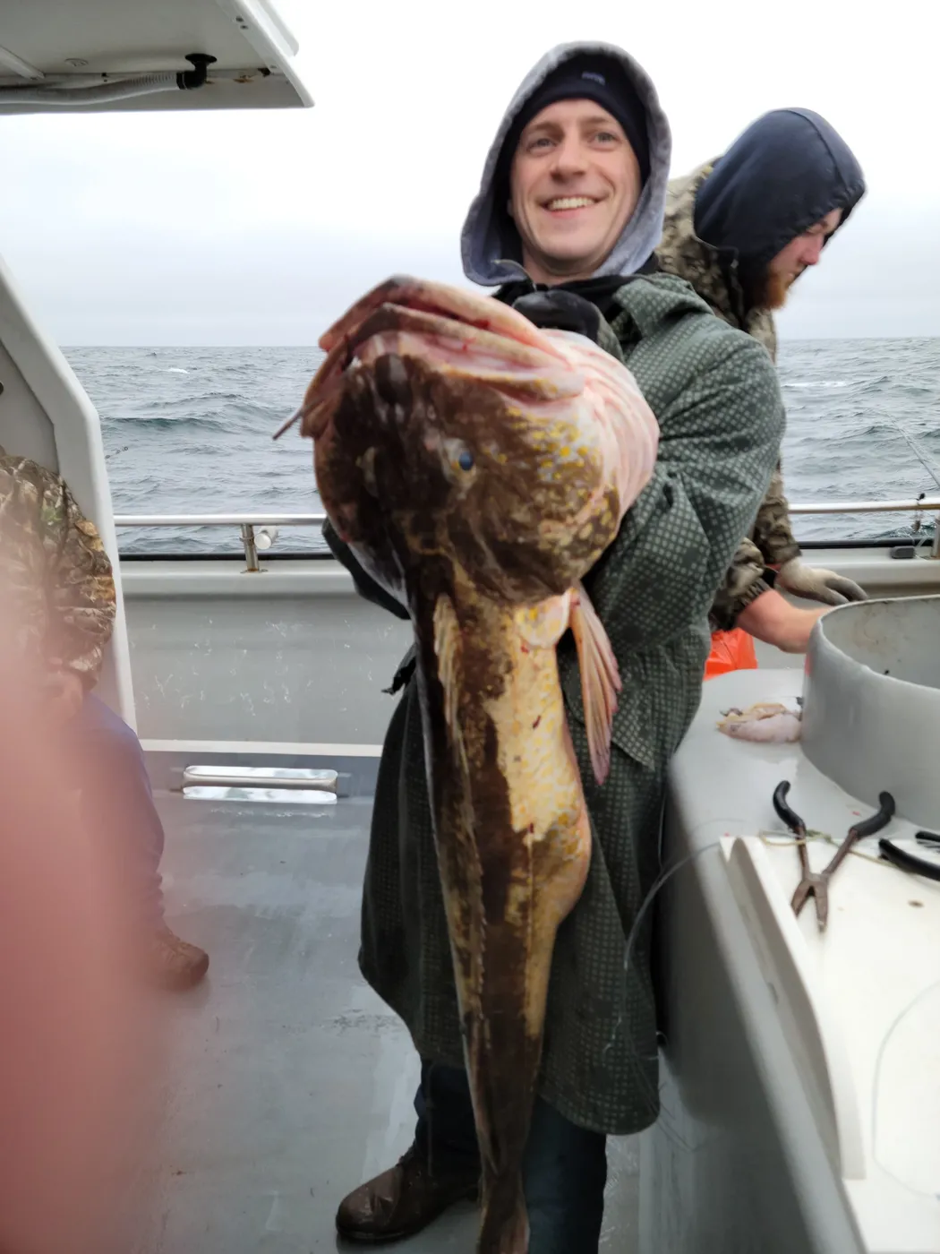 Lingcod