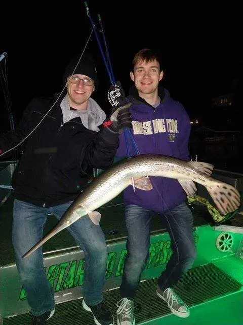 Longnose Gar shot with bow and arrow at Lake Wiley, NC