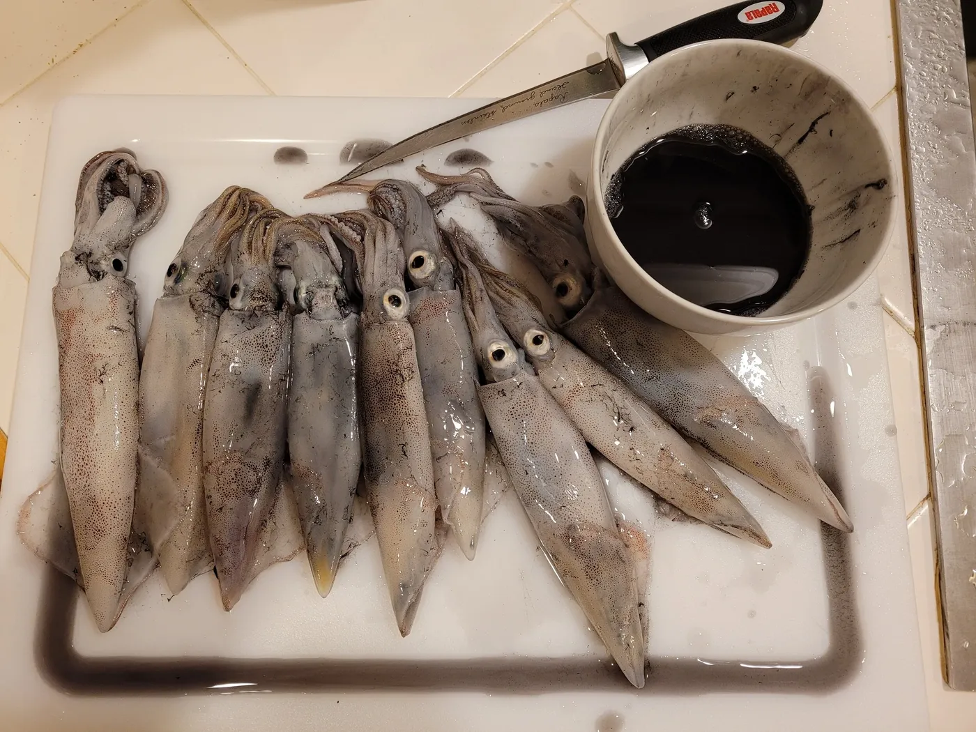 Squid caught in Seattle, WA